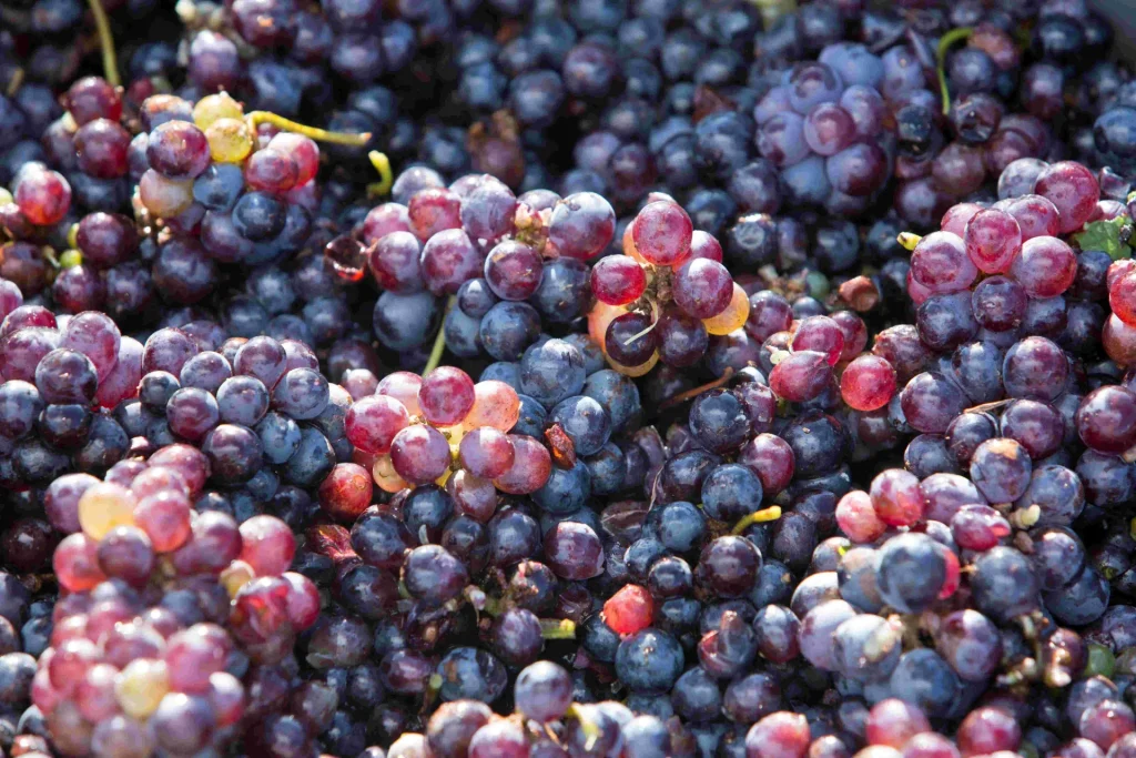 Grapes of Rangiroa © Grégoire Le Bacon