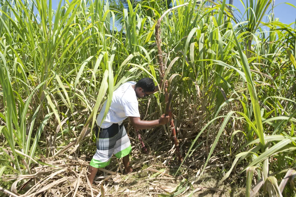 Sugar cane field in The Islands of Tahiti © Grégoire Le Bacon