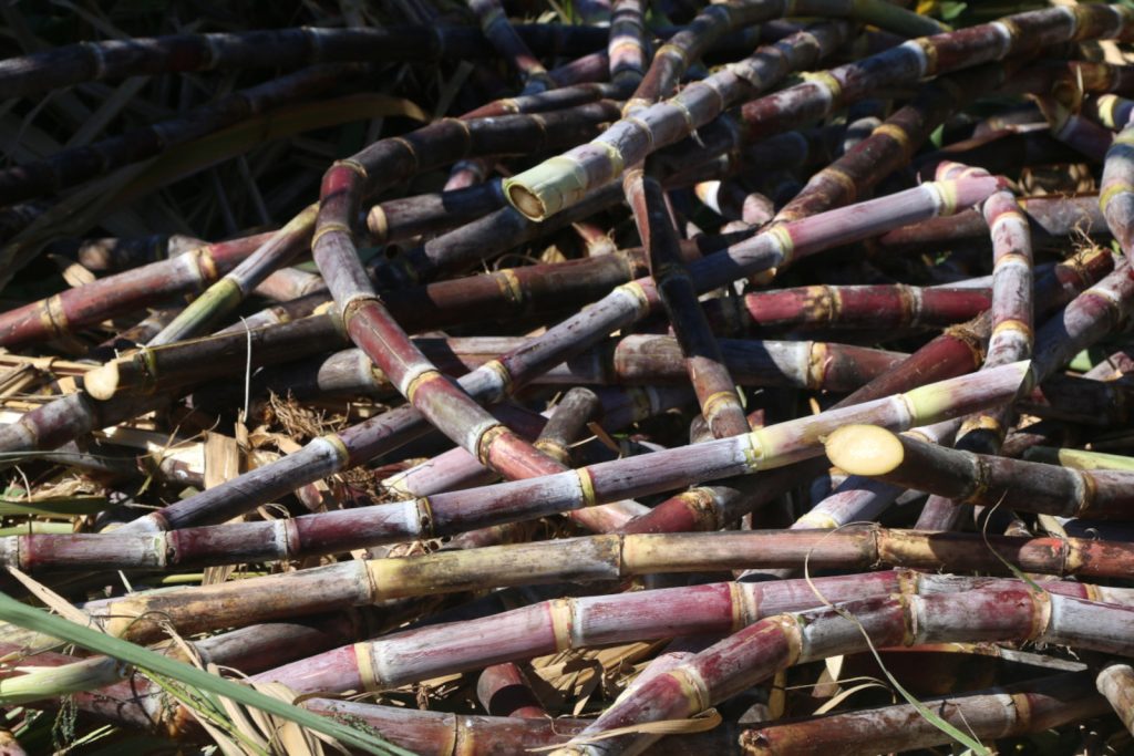 Récolte de la canne à sucre © Tahiti Tourisme - Patrick Foussard
