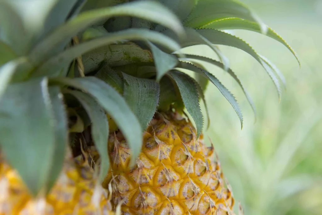 Moorea pineapple © Tahiti Tourisme