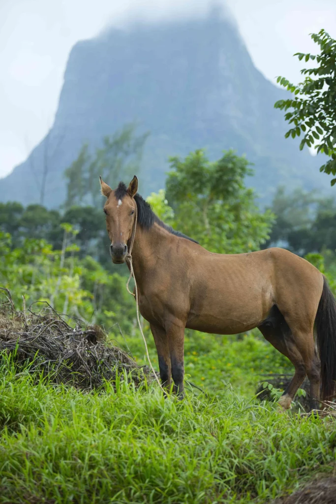 Horseback riding in Moorea©_Tahiti Tourisme