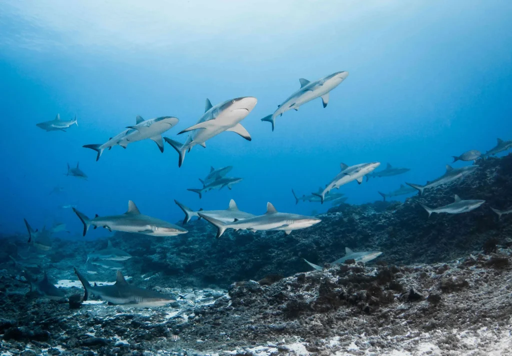 School of sharks© Bernard Beaussier