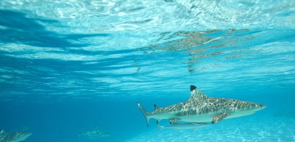 requin de récif dans le beau lagon bleu de Raiatea et Tahaa © Tahiti Tourisme