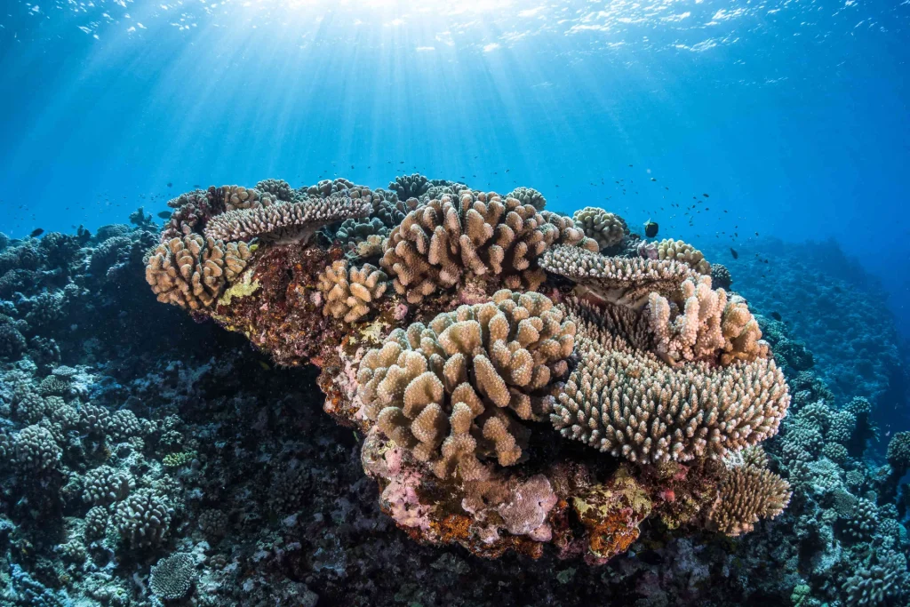 Coral massifs © Grégory Lecoeur