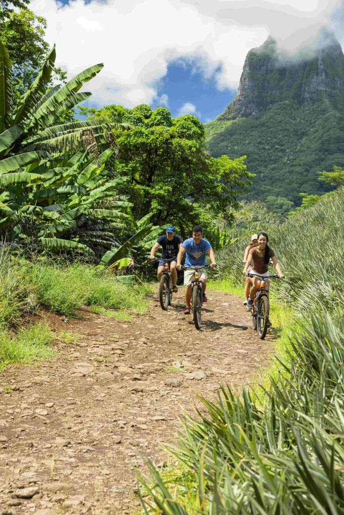 Cycling through pineapple fields©Grégoire Le Bacon