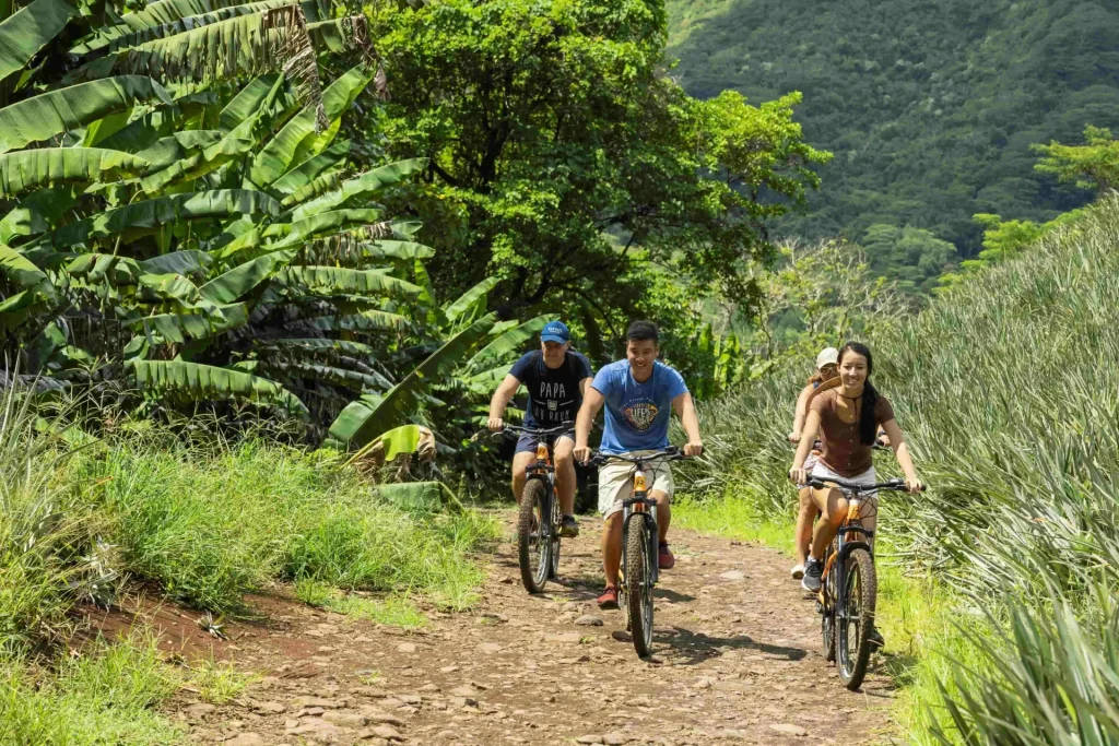 Faire du vélo à travers les champs d'ananas©Grégoire Le Bacon