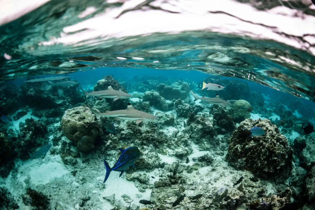 Discover the Moorea seabed© Myles McGuinness