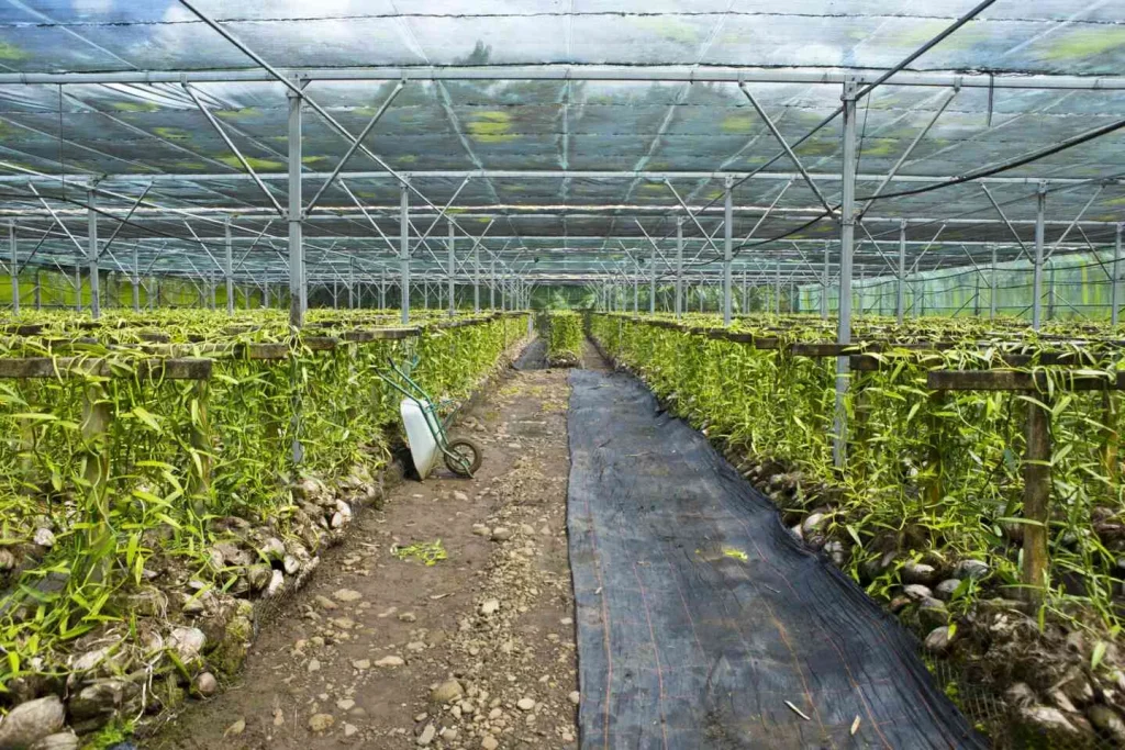 Interior of a vanilla plantation in Taha'a ©Tahiti Tourisme