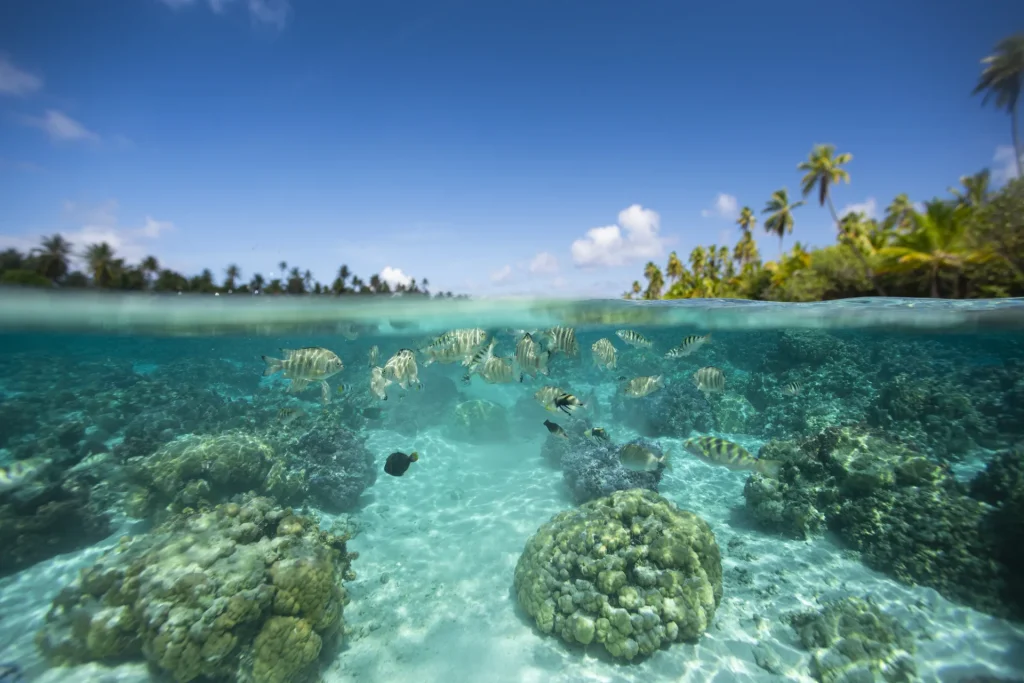 Coral Garden on Taha'a © Grégoire Le Bacon