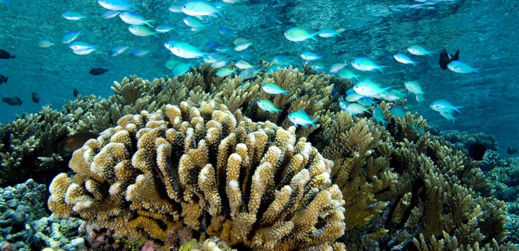 Fish and coral. c Tahiti Tourisme