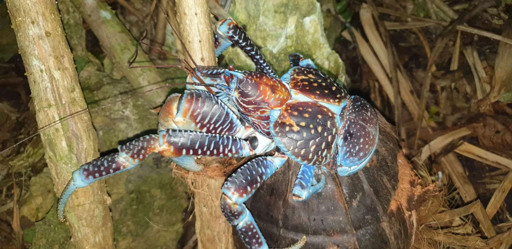 Coconut crab hunting © MAKATEA Escalade