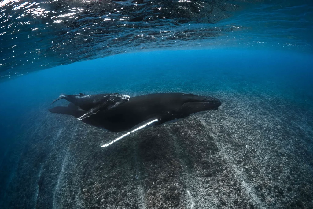 Whale season in The Islands of Tahiti