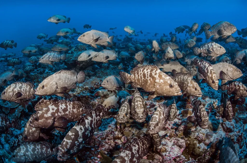 Merous in The Islands of Tahiti  © Frédérique Legrand-