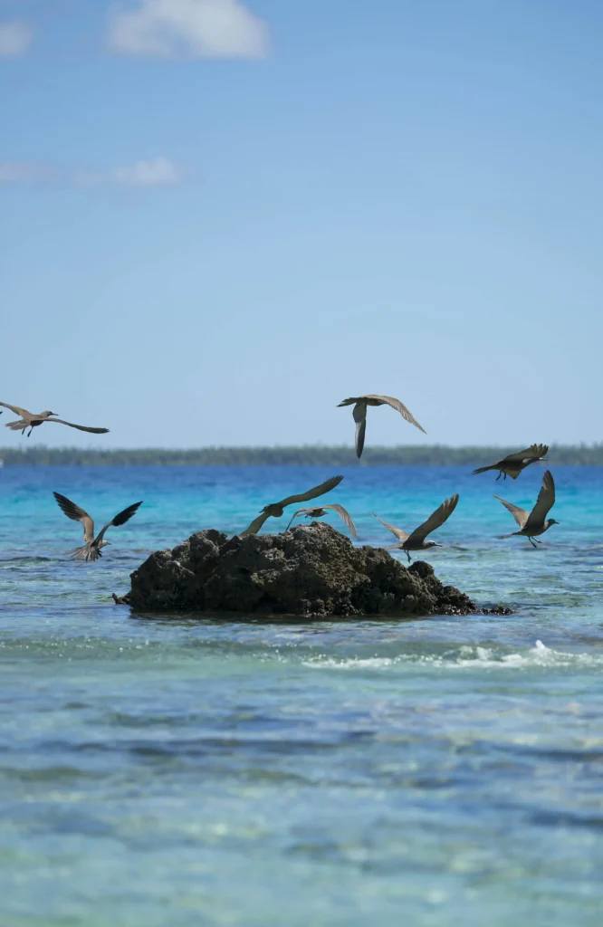 Les oiseaux de Fakarava © Tahiti Tourisme