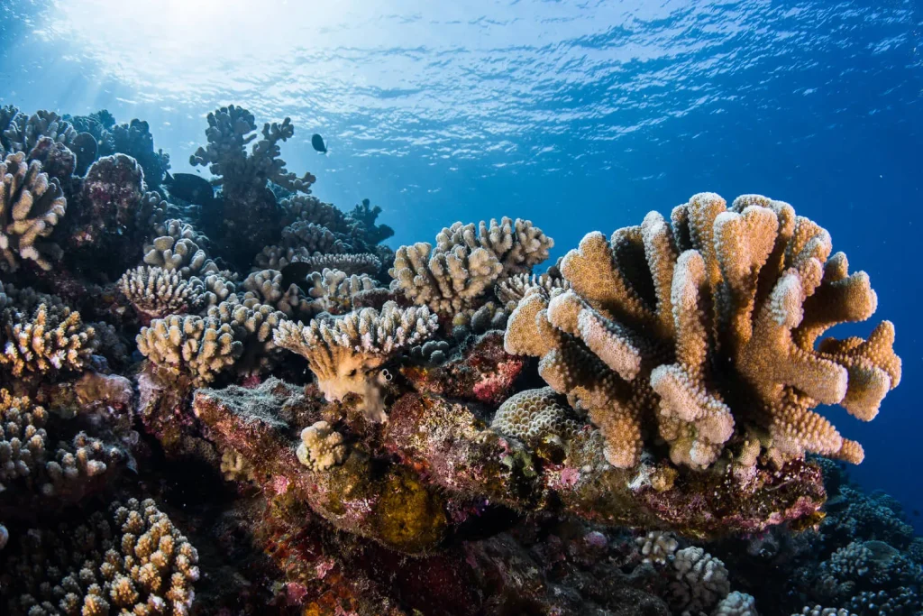 Coral massifs © Grégory Lecoeur