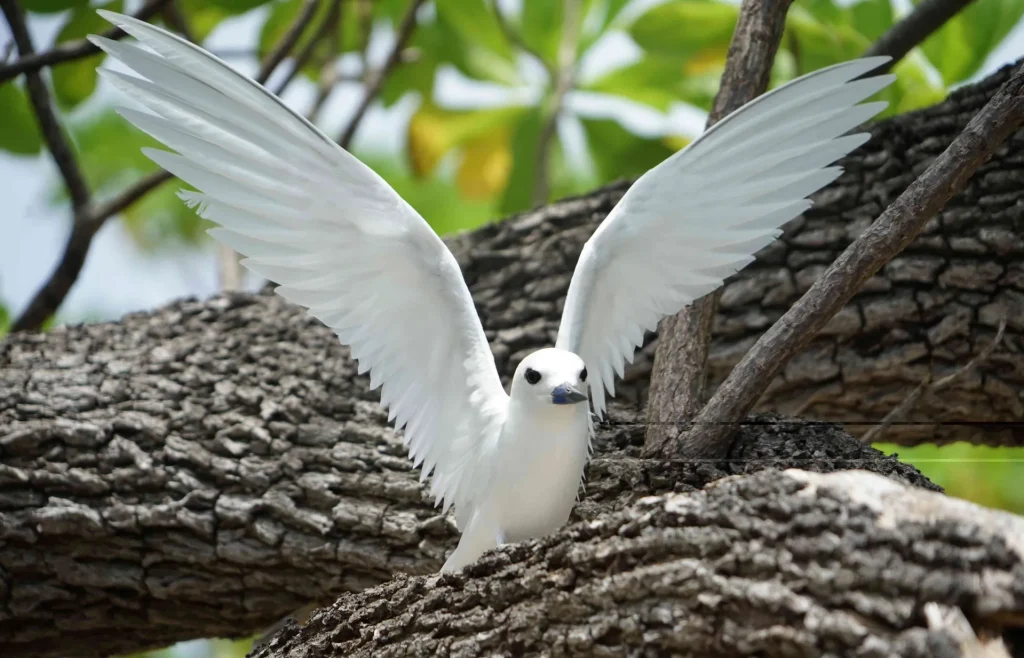 Birdwatching in Tetiaroa © Lei Tao