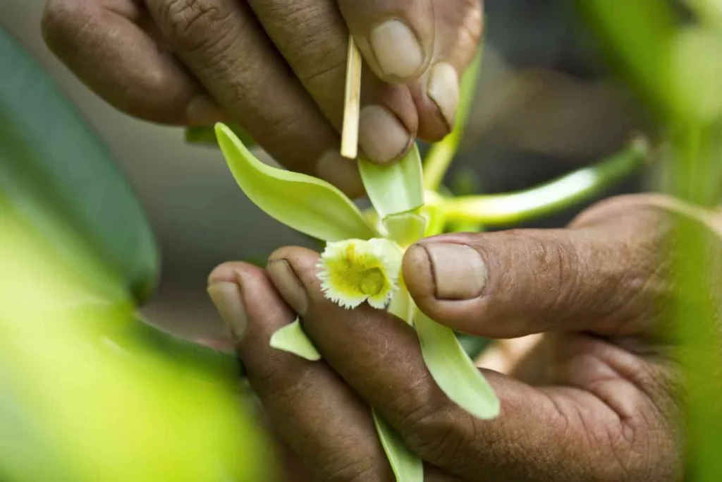 Pollination of a Taha'a vanilla orchid ©Tahiti Tourisme