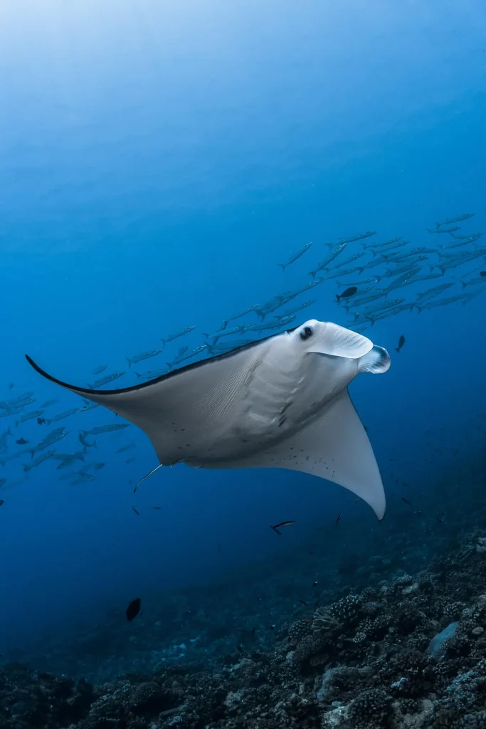 Manta ray with a school of barracuda in the background © Greg Lecoeur