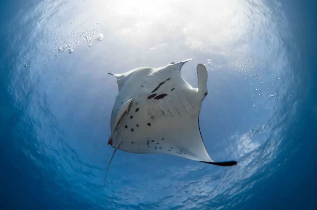 Manta ray© Frédérique Legrand