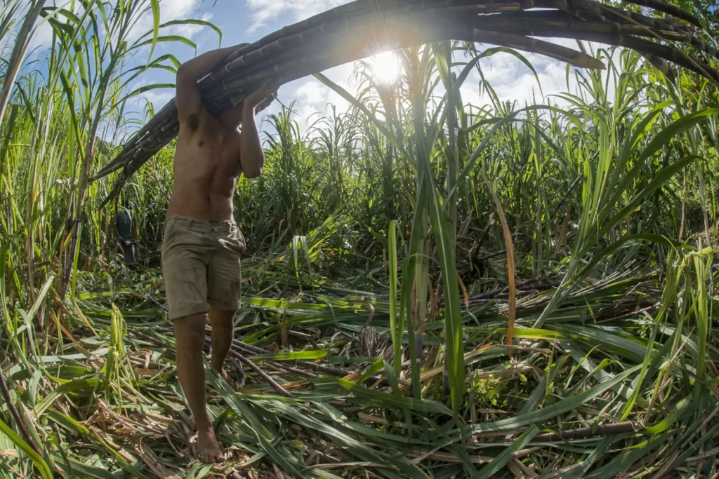 Sugar cane harvest © Tahiti Tourisme - Patrick Lefebvre