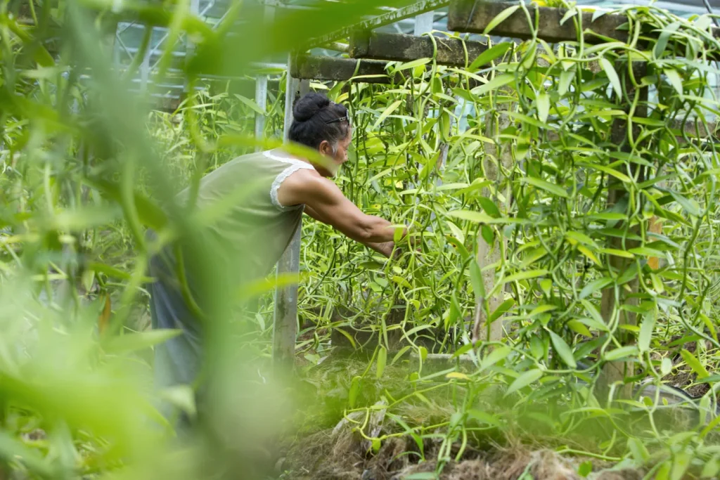 Meeting with a Taha'a vanilla grower © Tahiti Tourisme