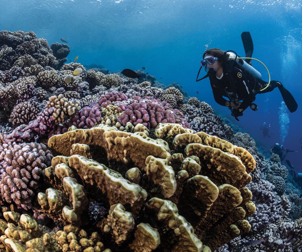 Diving and discovering the rich underwater world c Tahiti Tourisme