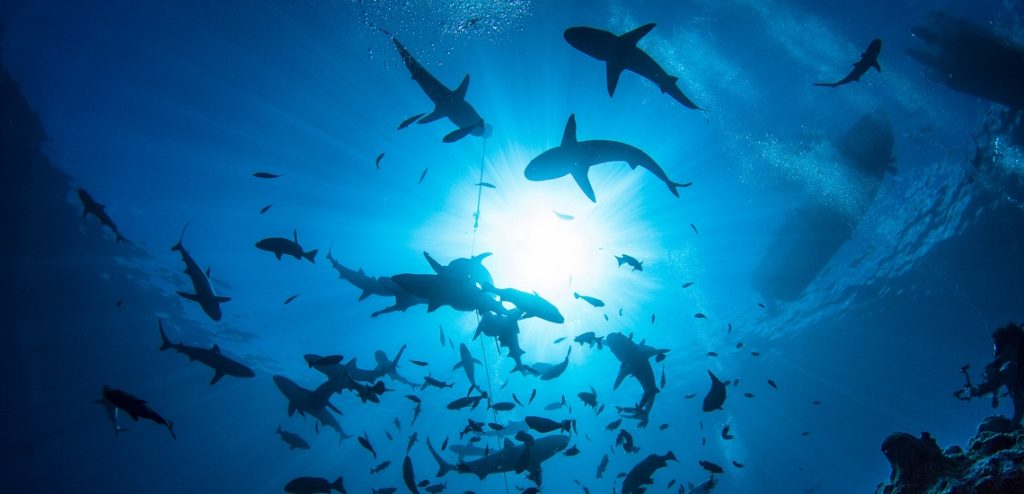 Shark shoals c Tahiti Tourisme
