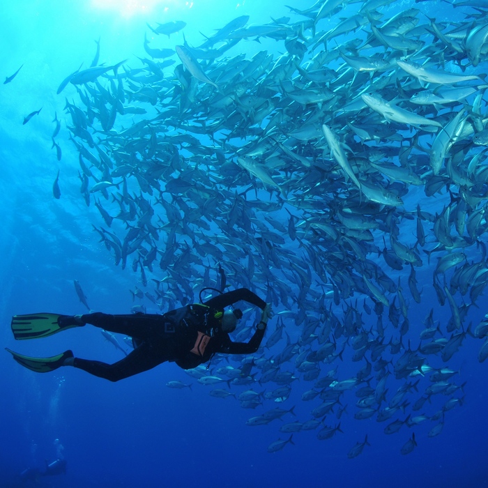 Swimming in a school of fish © Tahiti Tourisme
