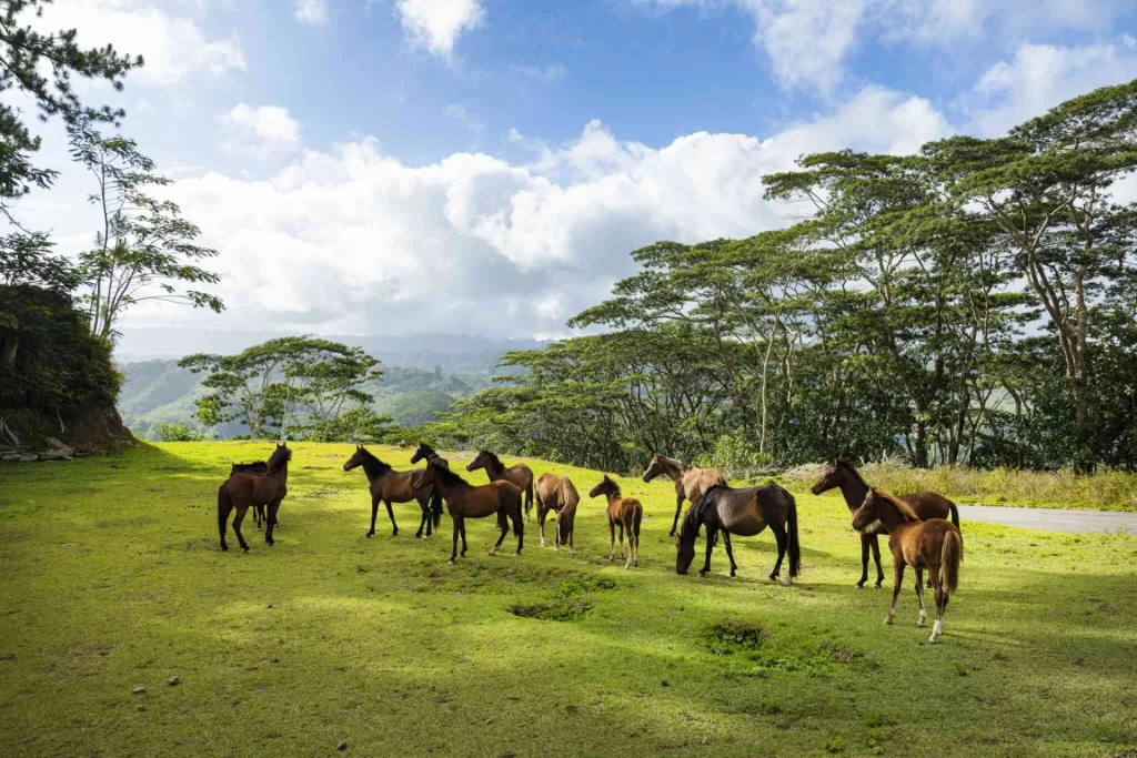 Troupeau de chevaux sauvage de Nuku Hiva © Grégoire Le Bacon