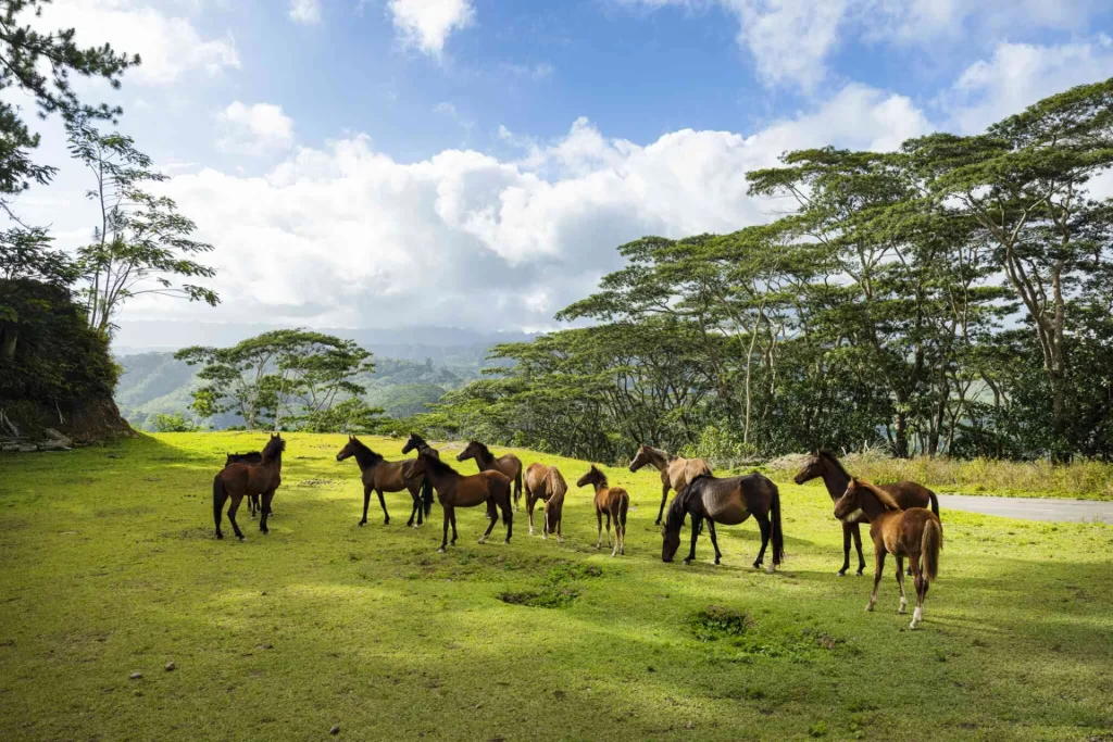 Nuku Hiva wild horse herd © Grégoire Le Bacon