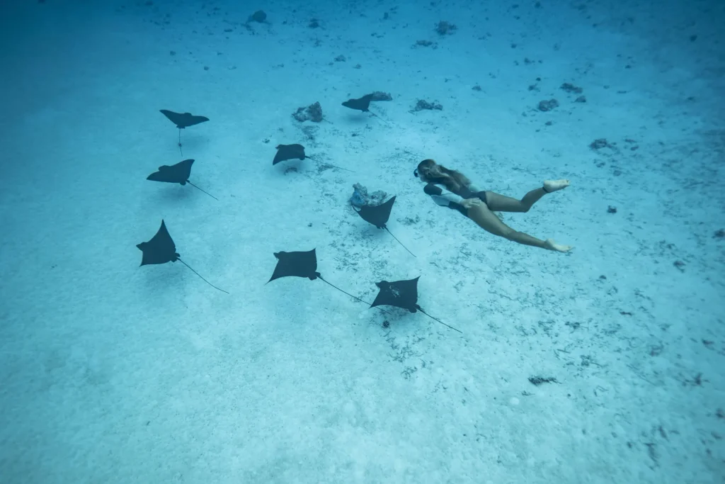 A dive with manta rays ©_Emmanuel Bouvet