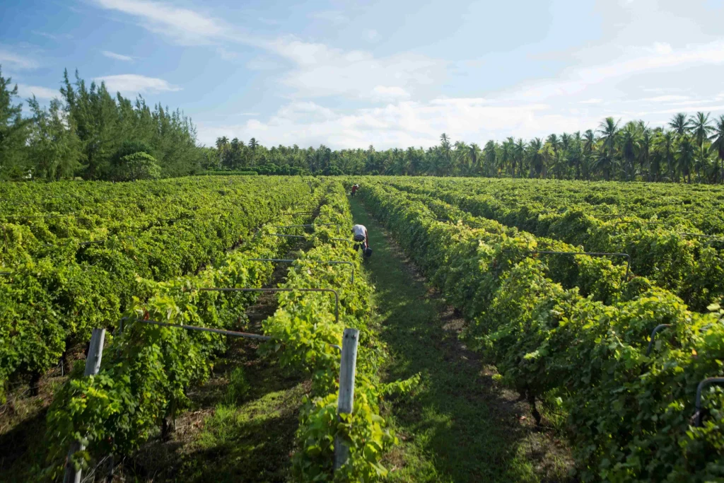 Rangiroa vineyard©gregoirelebacon