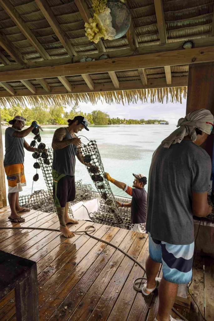 Visit a pearl farm © Grégoire Le Bacon