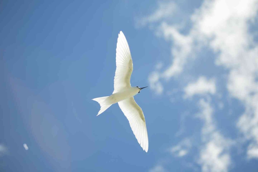 Beautiful-white-bird-in-the-sky-of-Tikehau-©-Teriitua-Maoni