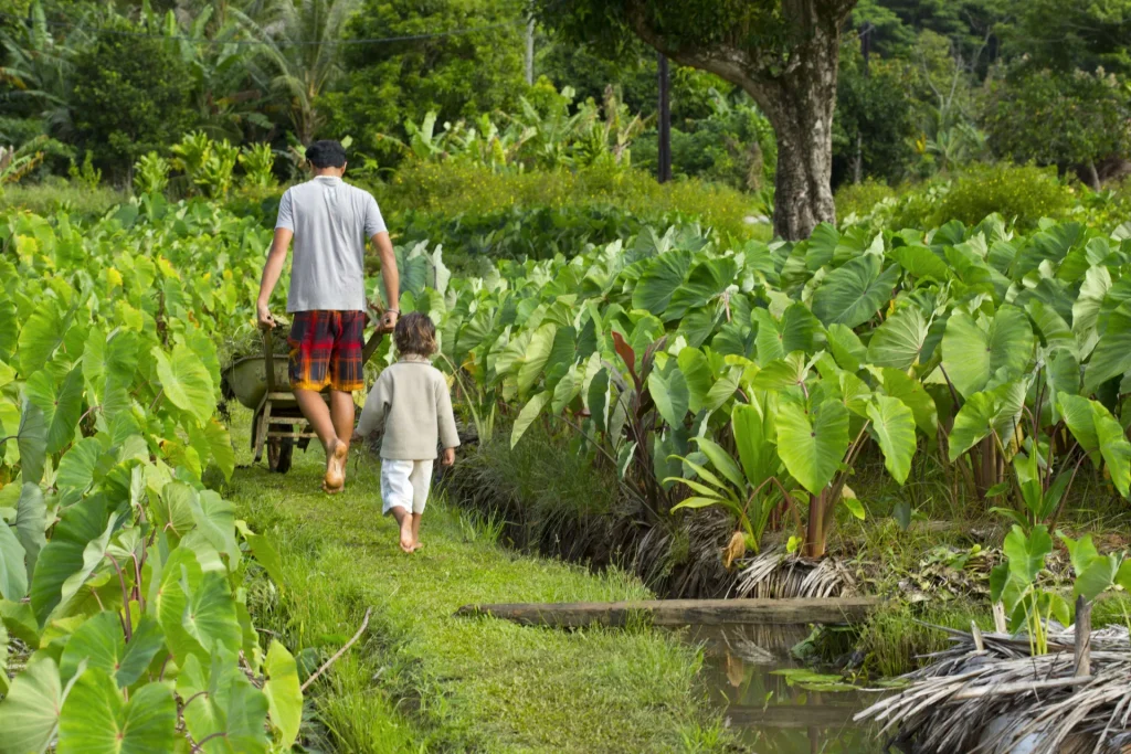 Taro fields in Rurutu © Tahiti Tourisme