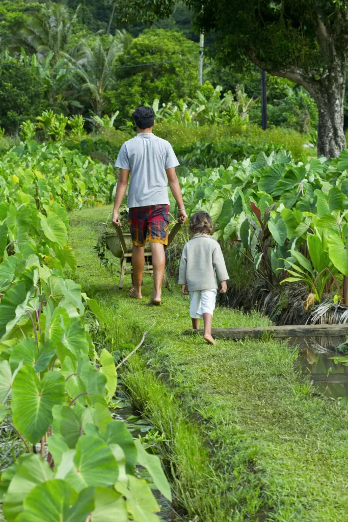 Balade dans les champs de taro ©Tahiti Tourisme