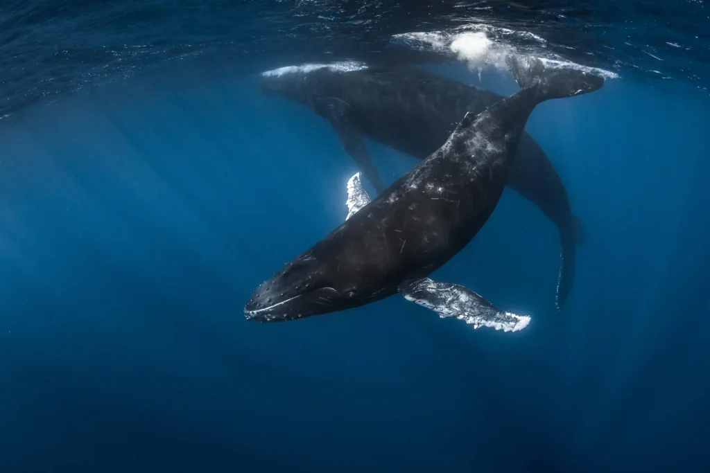 Baleines observables à Rurutu © Grégory Lecoeur