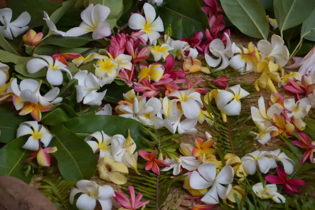 Beautiful Tipaniers flowers for wreaths © Tahiti Tourisme