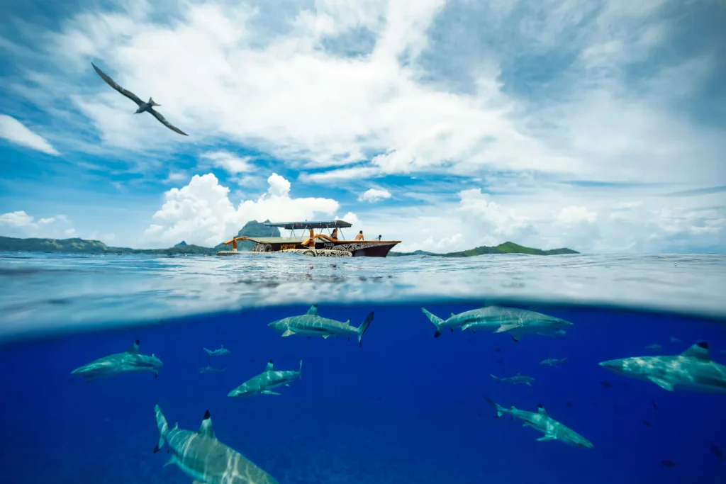 Shark watching excursion © Grégoire Le Bacon