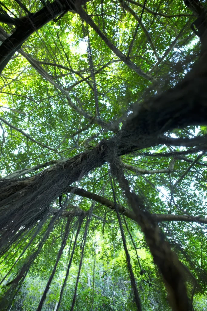 Forest in Tahiti © Tahiti Tourisme