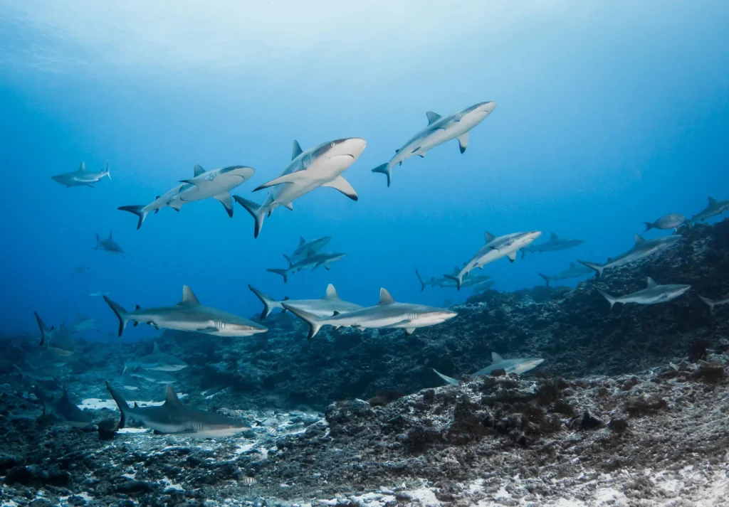 Le mur de requins de Fakarava © Bernard Beaussier