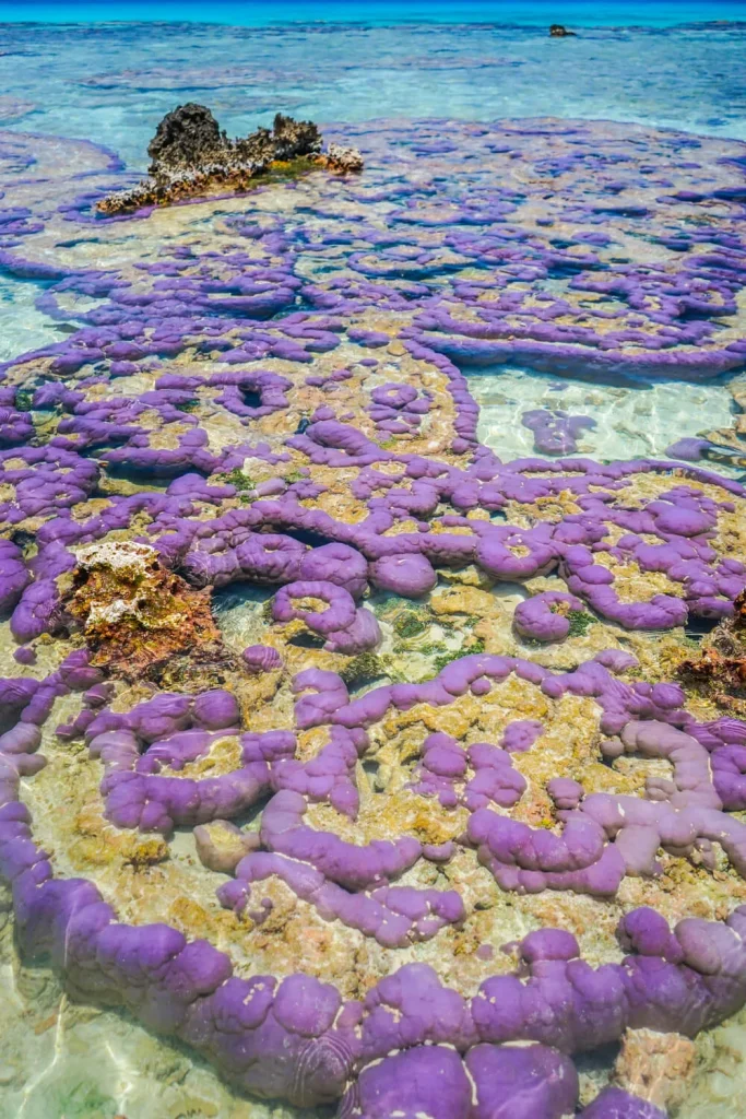 Corals in the Tuamotus © Lei Tao