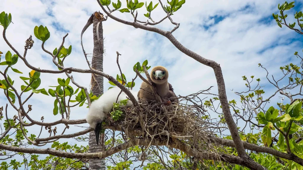 The birds of Tikehau © Denis Grosmaire