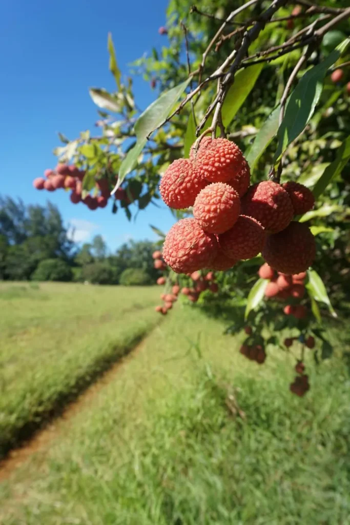 Litchis sur l'arbre ©_Léa Parizot