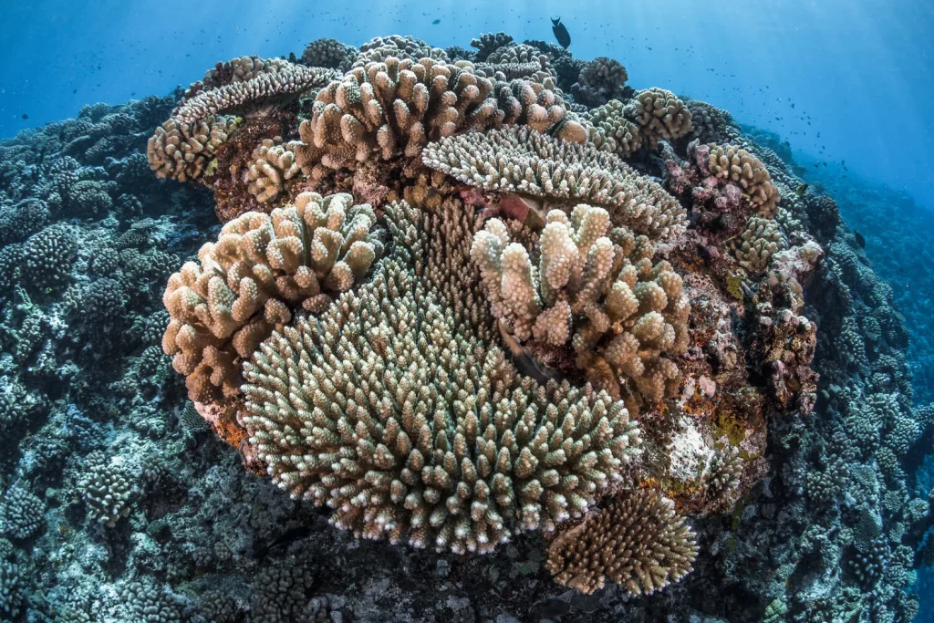 Coral massifs © Grégory Lecoeur