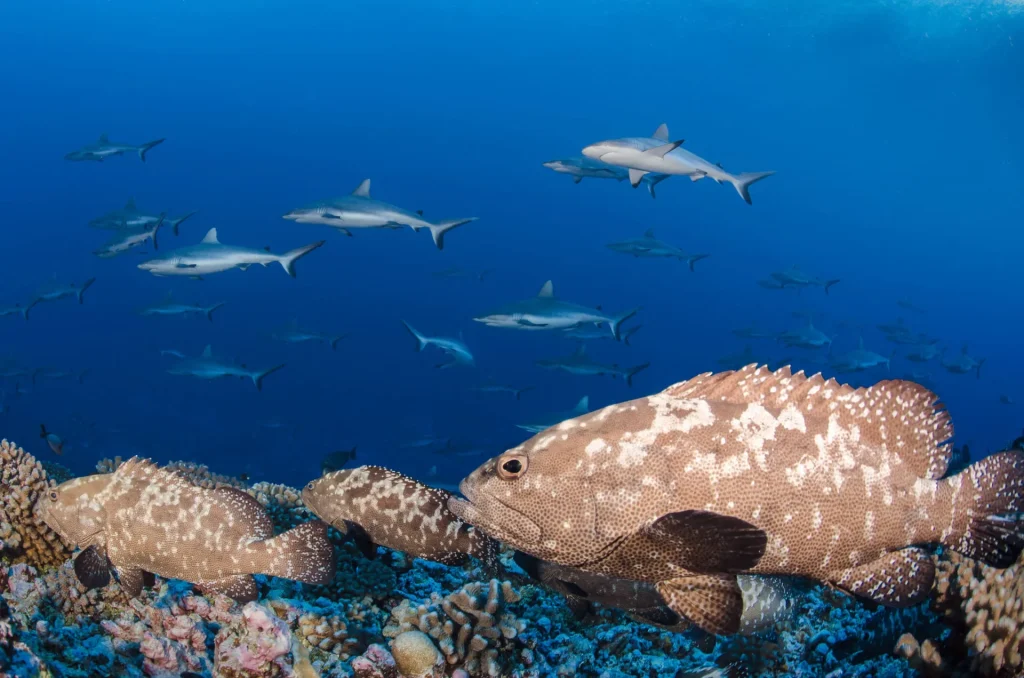 Fakarava grouper © Frédérique Legrand