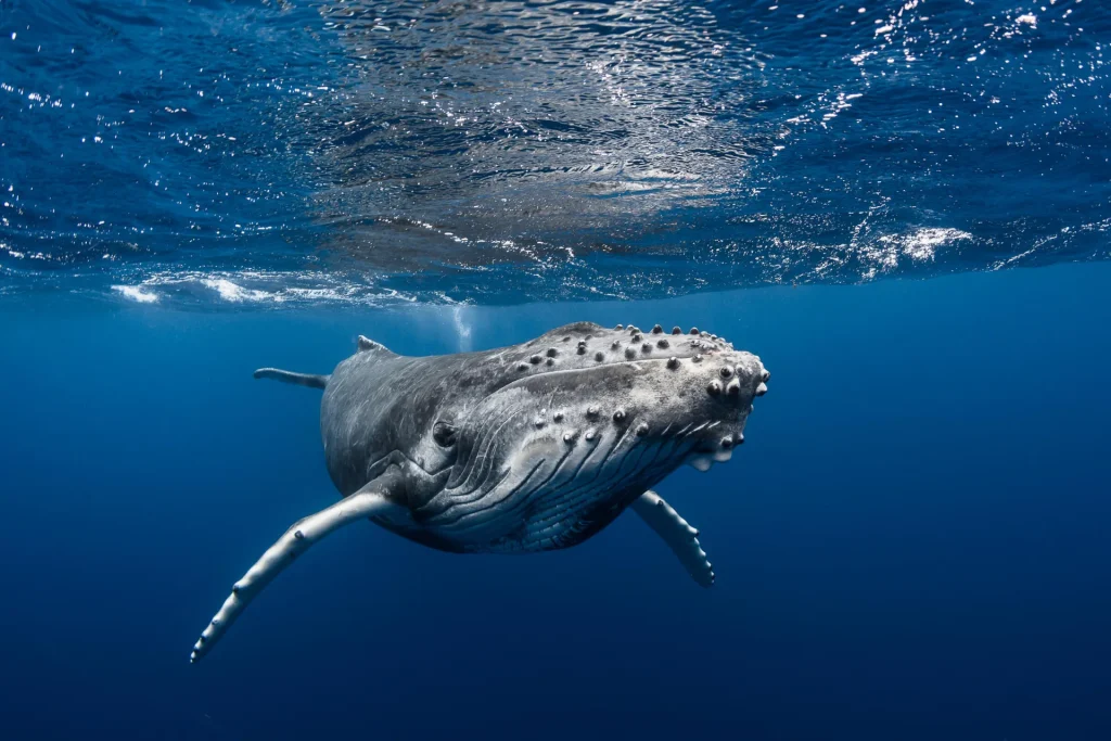 Whale watching © Grégory Lecoeur