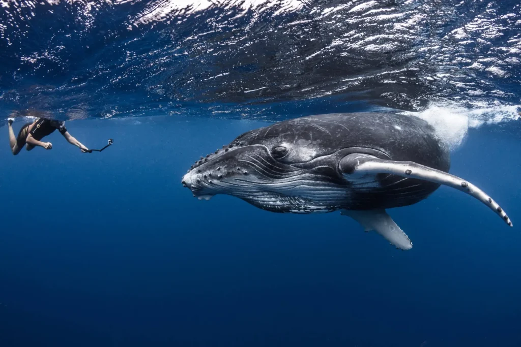 Whale watching © Grégory Lecoeur
