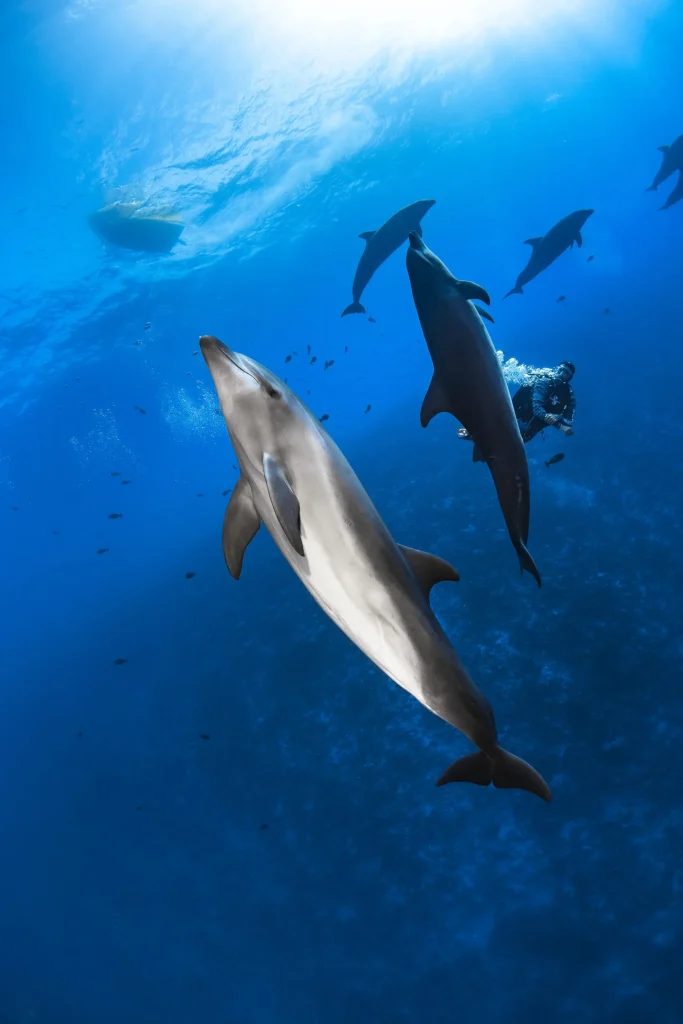 Dolphin watching © Greg Lecoeur