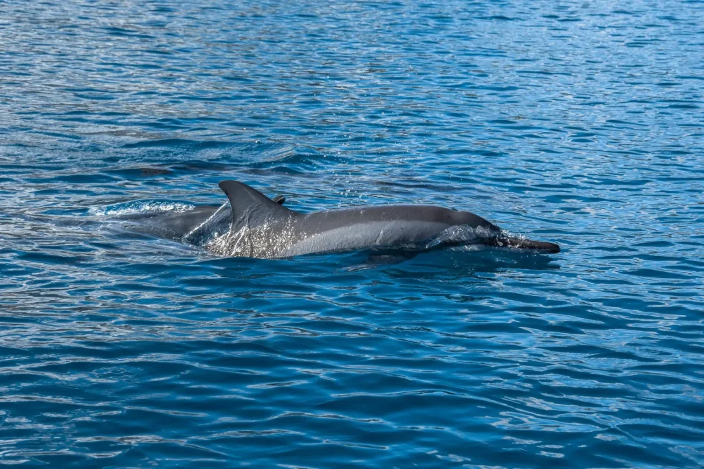 Dolphins observation © Grégory Lecoeur